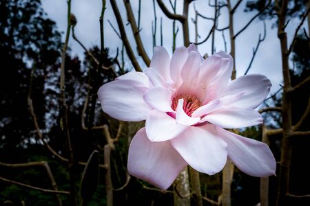 Large white magnolia flower closeupの写真素材