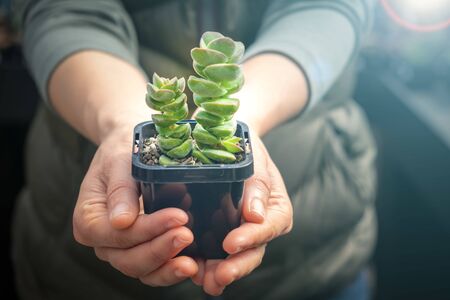 Woman holding a small money plantの写真素材