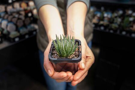 Woman holding small succulent plantの写真素材