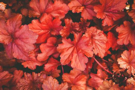 Vivid red autumn leaves background textureの写真素材