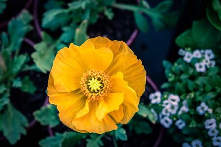 Yellow poppy flower top view with shallow focusの写真素材
