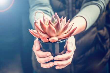 Woman holding echeveria taurus in a pot - beautiful decorative succulent plantの写真素材