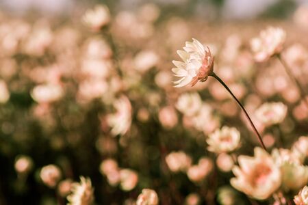 Beautiful flower in the field with shallow focusの写真素材