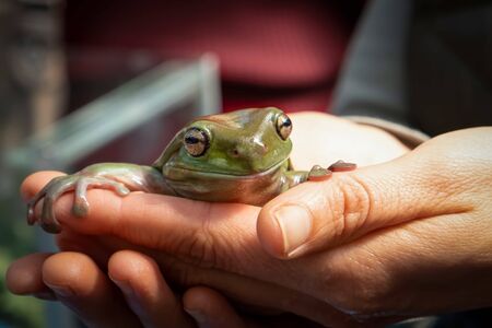 Smiling green tree frog sitting in female hands on blurred background