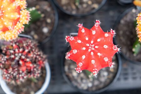 Ruby ball cactus top view with shallow focusの写真素材
