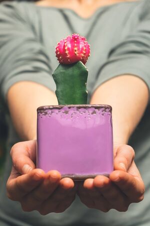 Woman holding the ruby ball cactus - beautiful decorative plantの写真素材