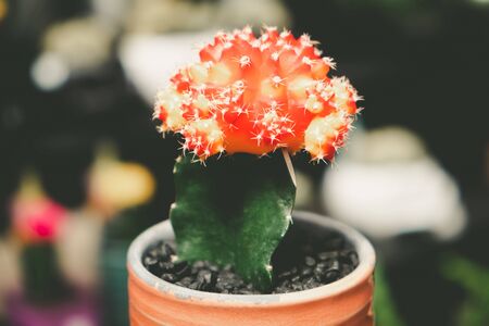 Decorative cactus Ruby Ball on blurred background