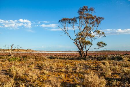 Lone tree in Australian desert landscapeの写真素材