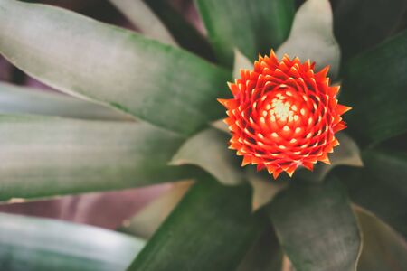 Blooming Bromeliad plant with shallow focusの写真素材