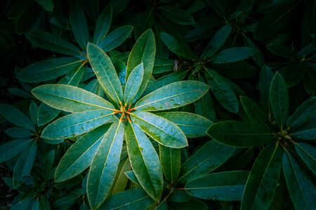 Vivid green rhododendron leafs - top viewの写真素材