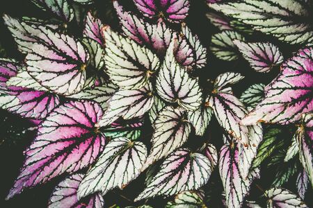 Begonia fireworks leaves background textureの写真素材