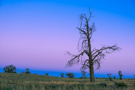 Beautiful bare tree in the desert at duskの写真素材