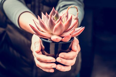 Small red succulent in female hands closeupの写真素材
