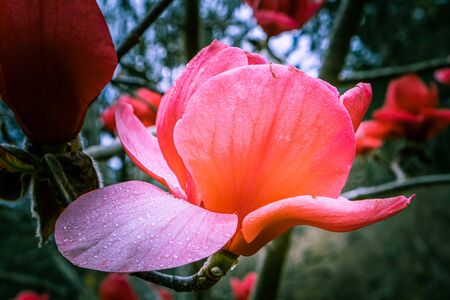 Beautiful vivid magnolia flower with water drops extreme closeupの写真素材