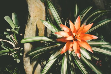 Top view of red bromeliad plant among stonesの写真素材
