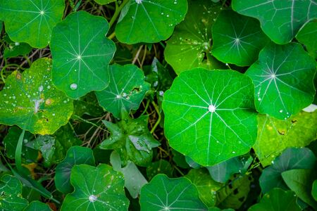 Beautiful large lotus leafs with water drops - top viewの写真素材