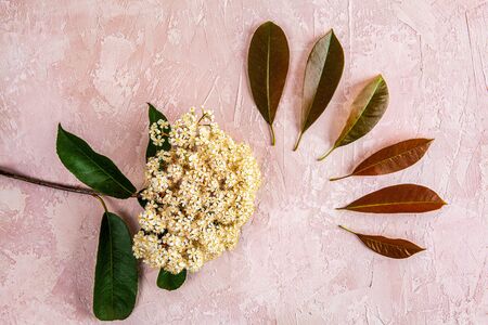 Small white flowers with red and green leaves on pink concrete textured background - top viewの写真素材