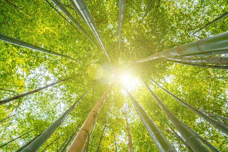 Sun shining through tree tops in bamboo forest - meditative tranquil sceneの写真素材