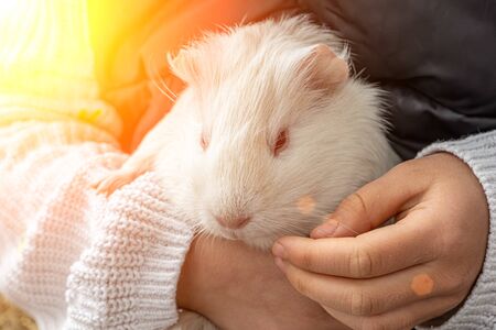 Cute white guinea pig held by a childの写真素材