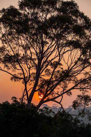 Sunset through smoke haze with gum tree silhouette in Victoria, Australiaの写真素材