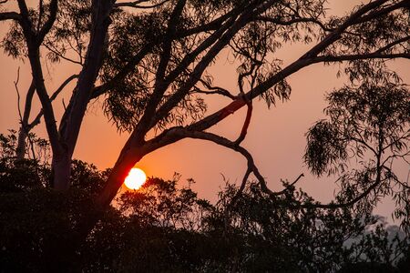 Red sun shining through gum tree silhouette closeupの写真素材