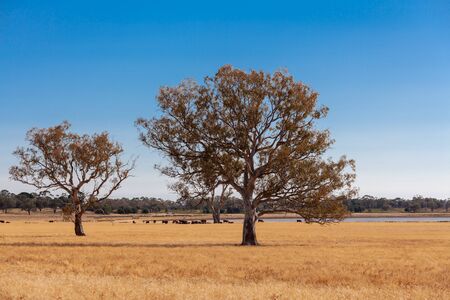 Yellow grass pastures with cattle and trees under blue sky in Victoria, Australiaの写真素材