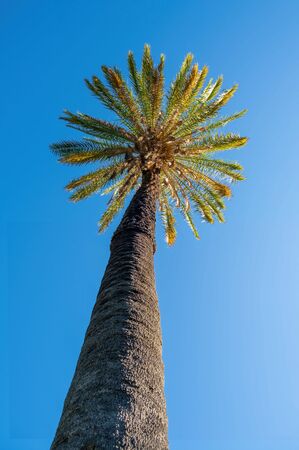 Tall palm tree against blue sky - vertical imageの写真素材