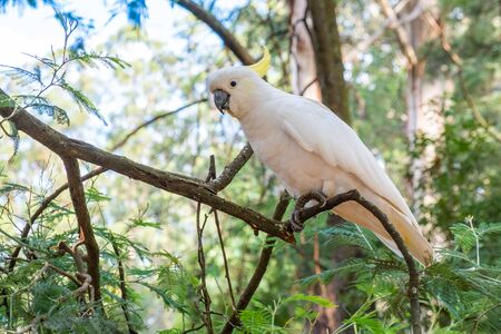 Large white parrot in the forest on blurred background closeupの写真素材