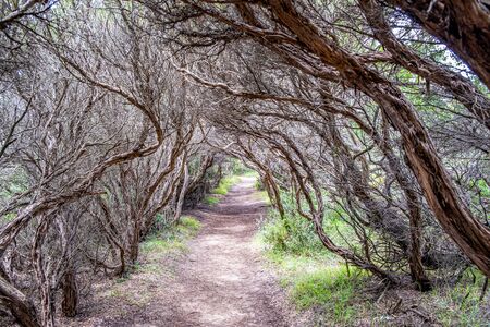 Dry coastal vegetation forming a vault over empty pathway near the ocean in Melbourne, Australiaの写真素材