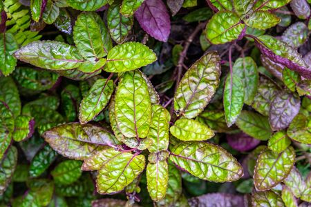 Vivid green tropical plants closeup with shallow focusの写真素材