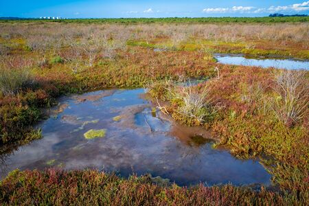 Australian coastal wetlands landscapeの写真素材