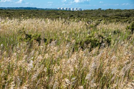 Reed field with silos on the horizonの写真素材