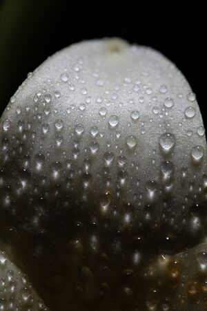 Light and shadow play on water droplets on white flowerの写真素材