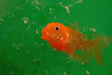 Orange goldfish toy in vivid green water - closeupの写真素材