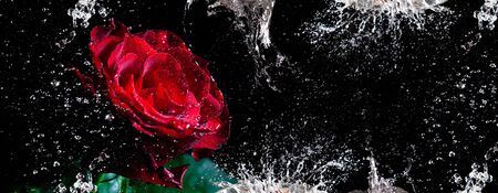 Narrow banner with red rose and dynamic water splashes and drops against black backgroundの写真素材