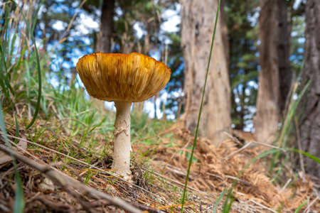 Mushroom grownig in the forest closeup with shallow focusの写真素材