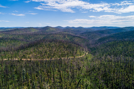 Forest recovering from bush fires at Snowy River National Park - aerial viewの写真素材