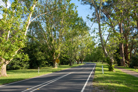 Winding rural road among green trees in Victoria, Australiaの写真素材