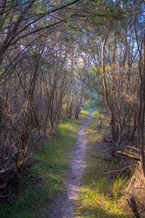 Secluded walkway through native bush in Australiaの写真素材