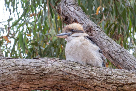 Laughing kookaburra perching on a tree - closeupの写真素材