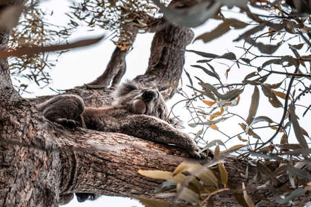 Closeup of Koala on a tree looking downの写真素材