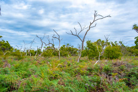 Bare trees sticking out from ferns - Australian Landscapeの写真素材