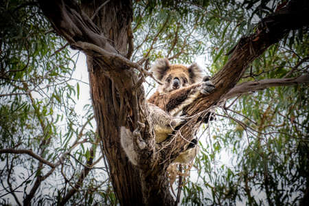Koala hugging a tree on Raymond Island, Victoria, Australiaの写真素材