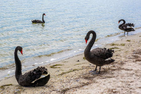 Flock of black swans on ocean beach in Australiaの写真素材