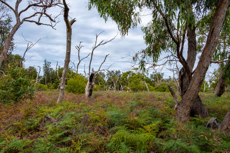 Native Australian landscape on Raymond Island, Victoria, Australiaの写真素材