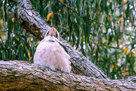 Laughing kookaburra portrait on blurred backgroundの写真素材