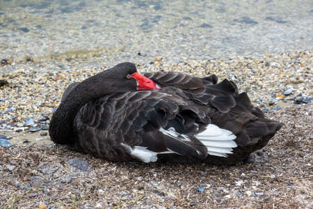 Black swan lying near water - closeupの写真素材