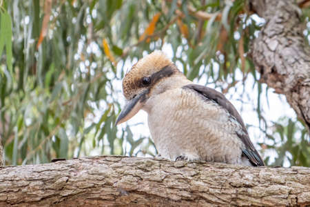 Laughing kookaburra on tree branch in Australiaの写真素材