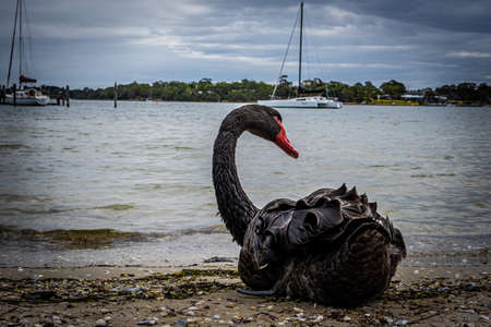 Closeup view of black swan lying on the beachの写真素材