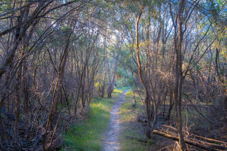 Narrow walkway through native coastal vegetation in Mitchell River National Park, Victoria, Australiaの写真素材